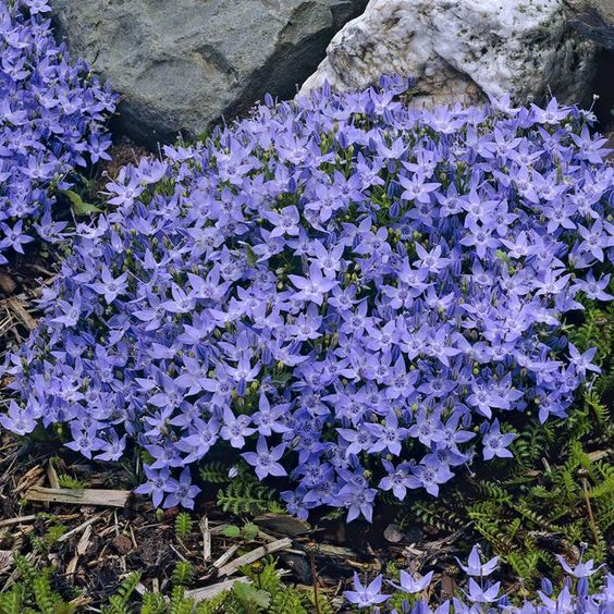 Campanula garganica -гарганска камбанка (1481)